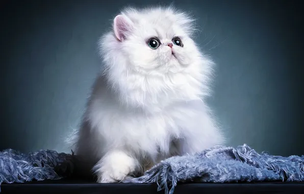 Cat, look, kitty, face, Persian, extreme, photoart