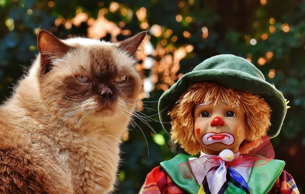 Cat, doll, unhappy