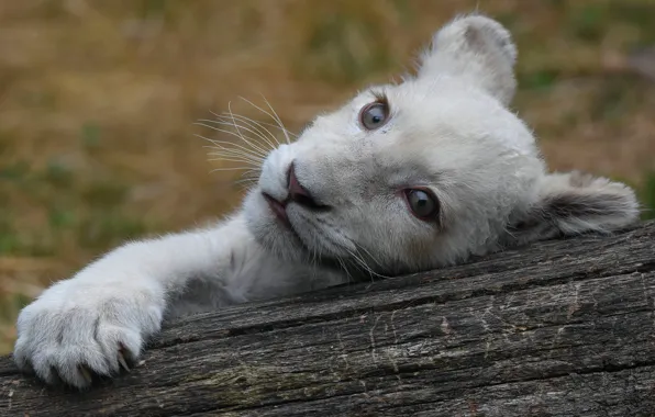 White, eyes, look, face, cats, nature, pose, background