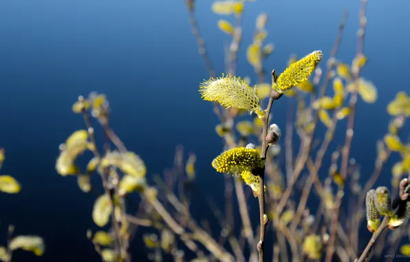 Picture macro, blue, yellow, background, color, branch