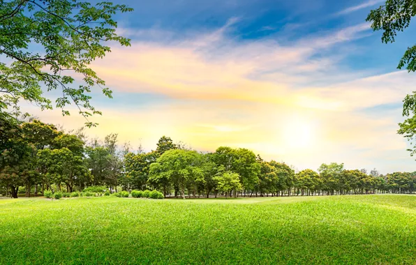 Greens, summer, the sky, grass, clouds, trees, Park, panorama