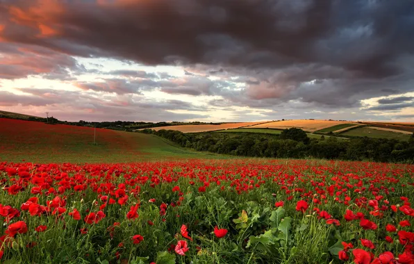 Flowers, Nature, Field, Maki, Landscape