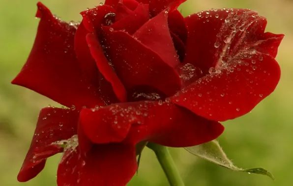 Picture drops, Rose, red, rose, red, bokeh, drops, boke