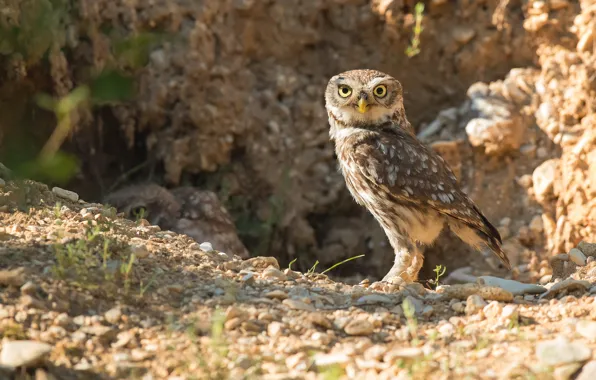 Look, light, pebbles, stones, background, owl, bird, brown