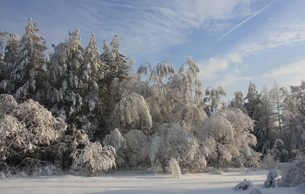 Winter, forest, snow, trees