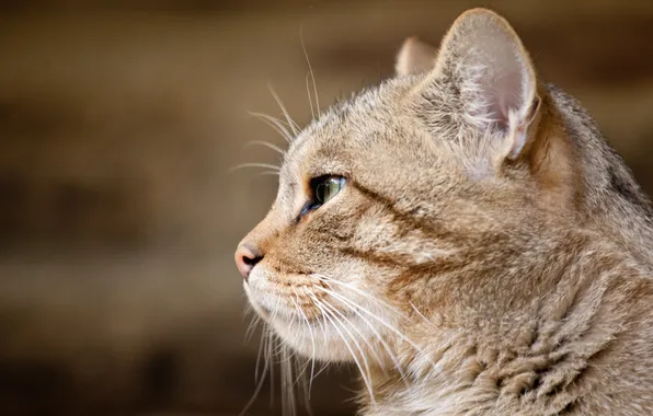 Picture face, profile, wild cat, European cat