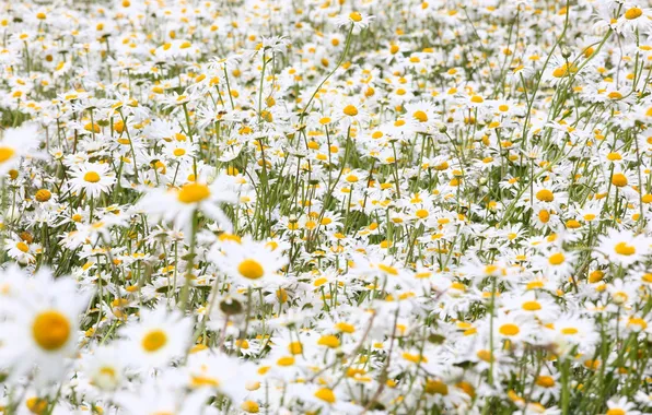 Chamomile, meadow, suns