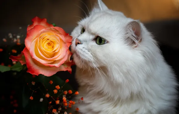 Wallpaper white, rose, Cat, British for mobile and desktop, section ...