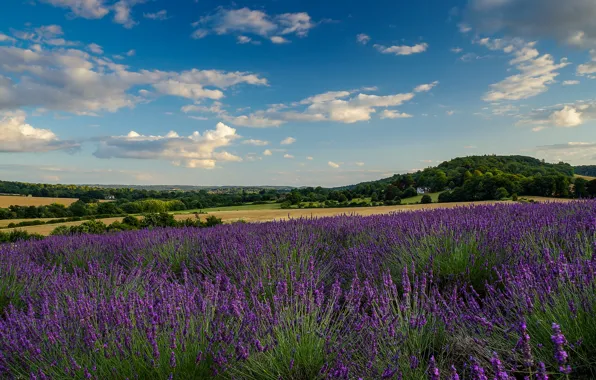 Field, the sky, clouds, home, lavender, farm