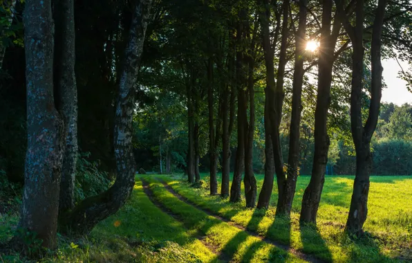 Greens, forest, summer, grass, the sun, trees, glade, path