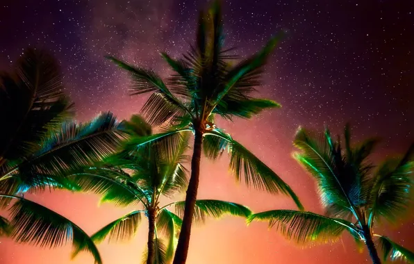 Picture the sky, stars, night, palm trees, foliage