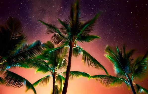 The sky, stars, night, palm trees, foliage