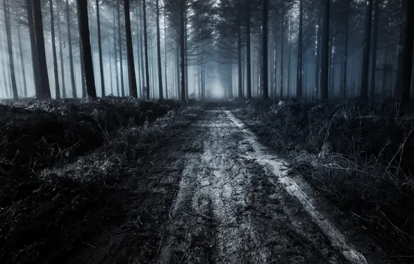 Picture road, forest, night