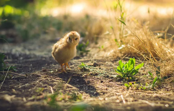 Nature, bird, chicken