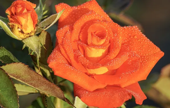 Drops, orange, Rosa, roses, buds