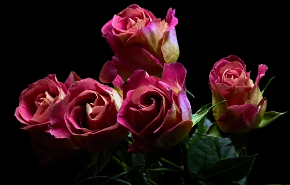 Picture leaves, black background, pink roses