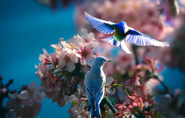 Picture birds, branches, nature, spring, pair, flowering, Thai Phung