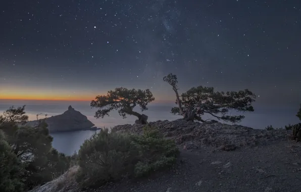 Picture sea, the sky, trees, landscape, night, nature, rocks, stars