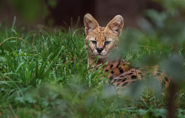 Look, face, nature, pose, Serval