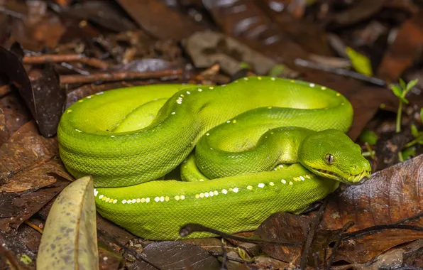 Foliage, snake, Python, green