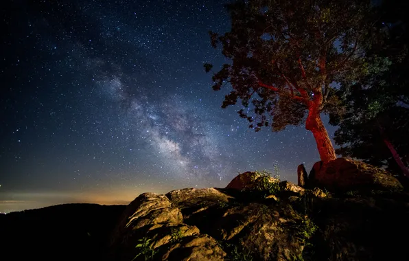 Landscape, night, tree, starry sky