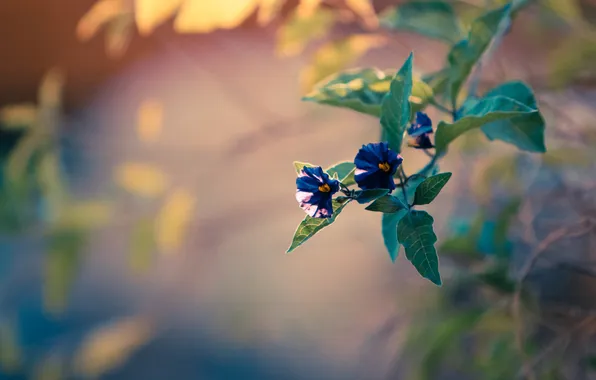 Leaves, flowers, petals