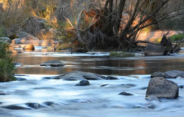 Picture forest, trees, river, stones, stream