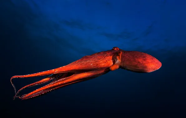 Sea, nature, Red Octopus
