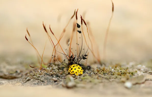 Plant, treatment, Ladybug