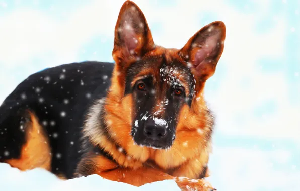 Snow, each, dog, German shepherd