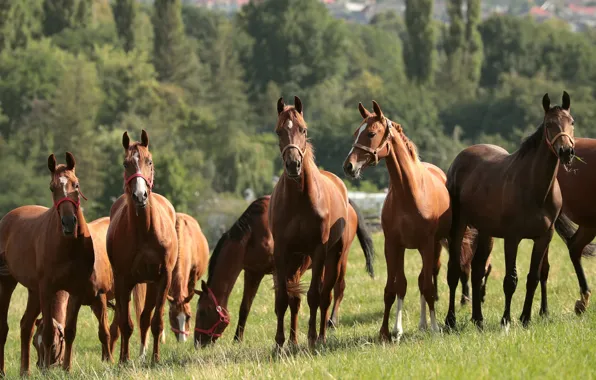 Field, forest, summer, grass, light, trees, nature, horses