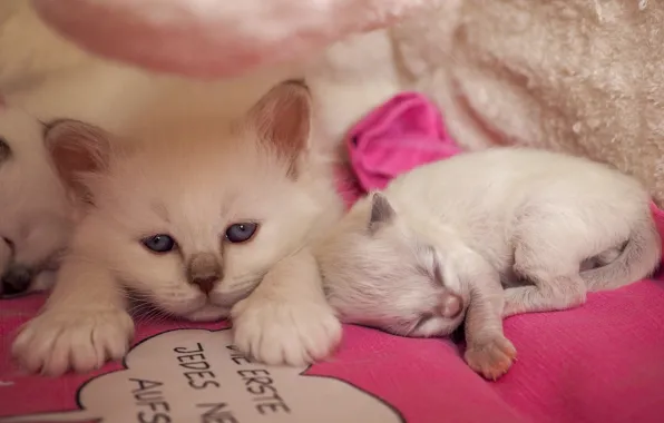Look, pose, comfort, kitty, background, the inscription, stay, pink