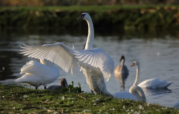 Birds, shore, wings, swans, pond, stroke