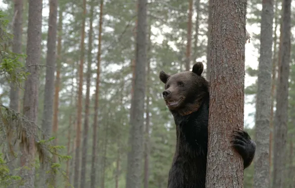 Forest, trees, bear, The Bruins