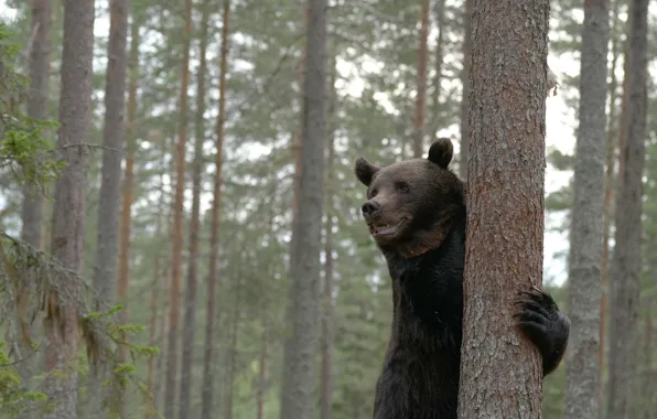 Picture forest, trees, bear, The Bruins