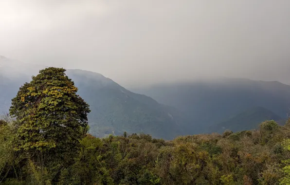 Forest, Mountains, Pandora, Nepal, Nepal, fog in the mountains, pixel 7 pro sample photo, forest …