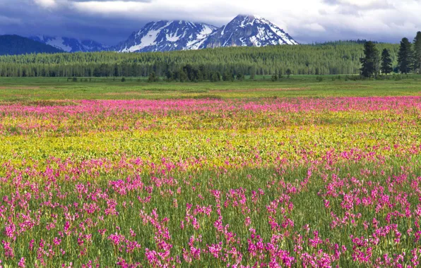 Picture forest, clouds, trees, flowers, mountains, bright, pink, Field