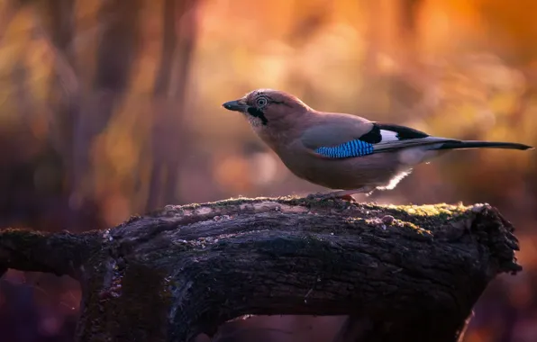 Picture light, tree, bird, branch, bokeh, Jay