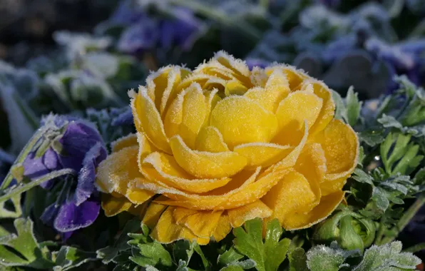 Picture frost, flowers, yellow, petals, flowerbed, frost, Ranunculus