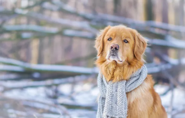 Picture look, dog, scarf