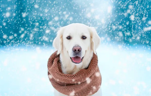 Winter, language, look, face, snow, winter, portrait, dog