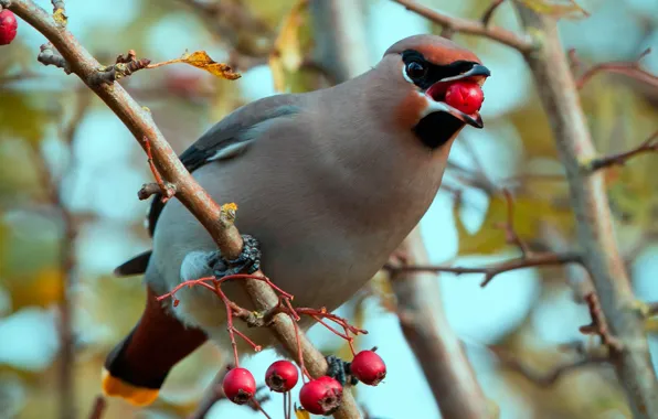 Picture autumn, branches, berries, bird, blur, fruit, the Waxwing