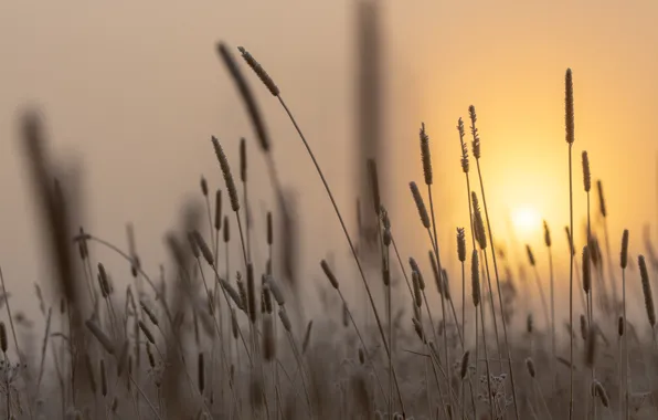 Picture ears, grass, sunset, reed