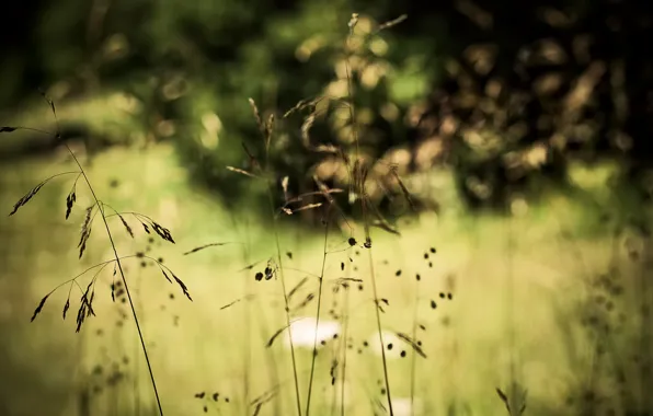 Picture grass, nature, plant, bokeh
