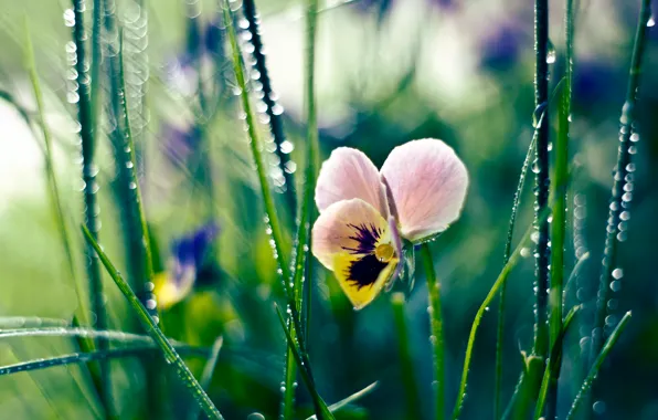 Picture flower, grass, drops, Rosa, Pansy