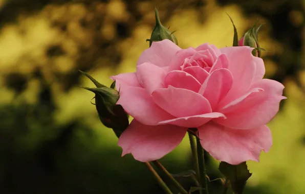 Flower, macro, flowers, pink, rose, buds, bokeh