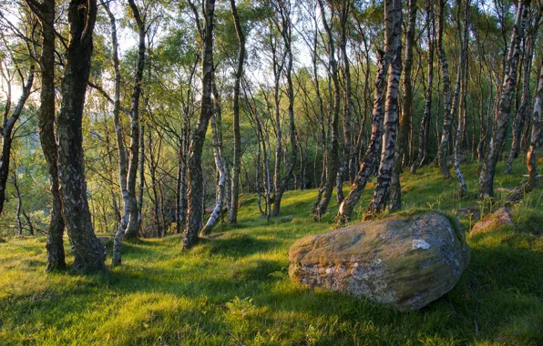 Picture forest, grass, trees, stone, spring, boulder