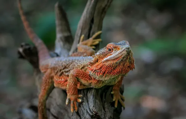 Picture nature, background, Australian Bearded Dragon