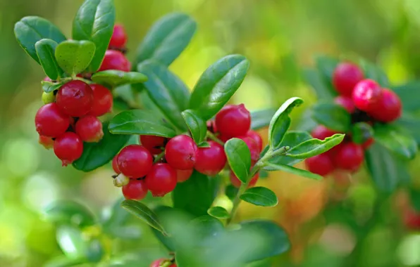 Forest, summer, macro, nature, berries, beauty, plants, August