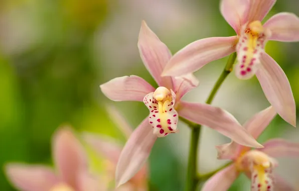 Macro, petals, exotic, Orchid, Cymbidium